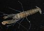 Alpheus gracilipes