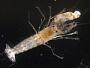 Alpheus gracilipes