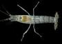 Alpheus leviusculus
