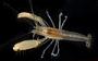 Alpheus oahuensis