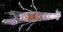Alpheus pachychirus