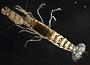 Alpheus rostratus