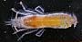 Alpheus sp.