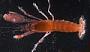 Alpheus sp.