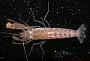 Alpheus sp.