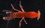 Alpheus sp.
