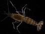 Alpheus sp.