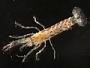 Alpheus sp.