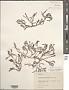 Alsidium triquetrum (S.G. Gmel.) Trevis.