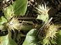 Alternanthera pungens Kunth