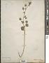 Althaea hirsuta L.