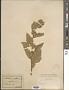 Althaea officinalis L.