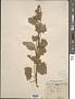 Althaea officinalis L.