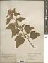 Althaea officinalis L.