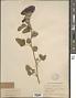 Althaea rosea (L.) Cav.