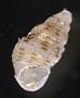 Alvania sp.