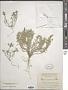 Alyssum desertorum Stapf