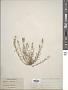 Alyssum minimum L.