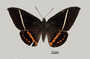 Amauta cacica