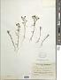 Amblyopappus pusillus Hook. & Arn.