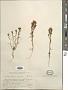 Amblyopappus pusillus Hook. & Arn.