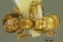 Amblyopone hackeri