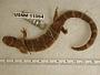 Ambystoma annulatum