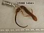 Ambystoma cingulatum