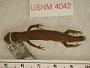 Ambystoma macrodactylum