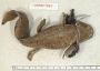 Ambystoma mavortium