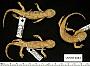 Ambystoma mavortium