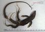 Ameiva ameiva tobagana