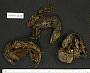 Ameiva festiva