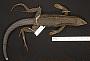 Ameiva fulginosa