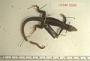 Ameiva polops