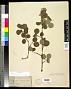 Amelanchier sp.