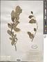 Amelanchier sp.