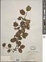 Amelanchier sp.