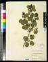 Amelanchier sp.