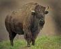 American Bison