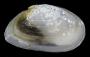 Ameritella mitchelli