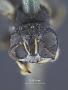 Ammoplanus salicis