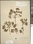 Amoreuxia wrightii A. Gray