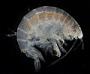 Ampelisca sp.