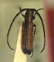 Amphicnaeia apicalis