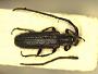 Amphicnaeia crustuloides