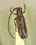 Amphicnaeia lepida