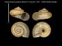 Amphicyclotulus (Amphicyclotulus) perplexus