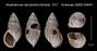 Amphidromus basilanensis