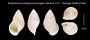 Amphidromus entobaptus busuangensis
